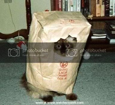 cat-in-bag.jpg