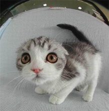 fraidy_cat.jpg