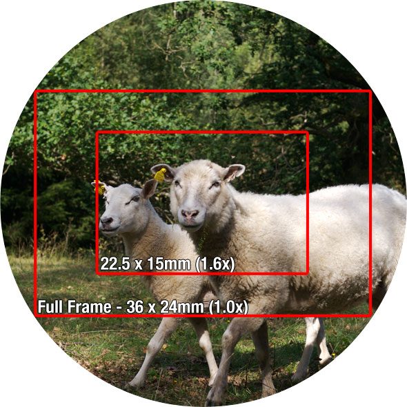 crop-factor-photo.jpg