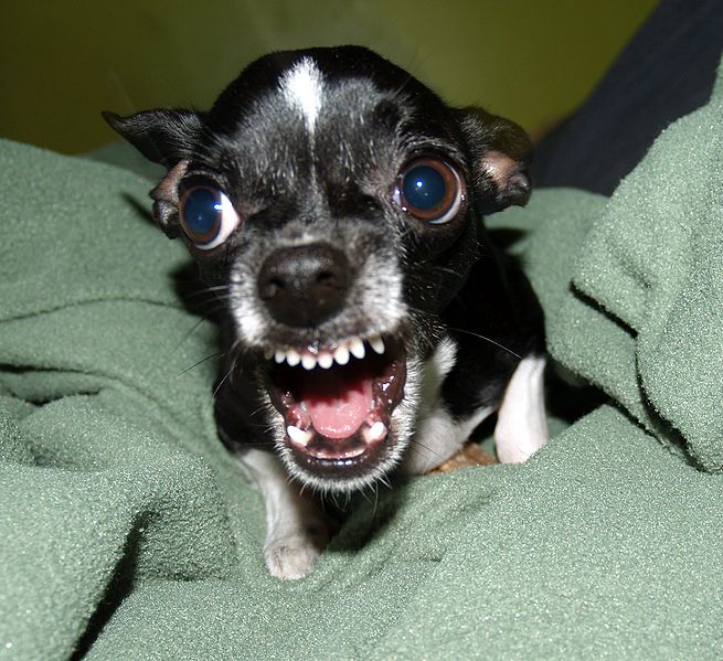 Chihuahua3.jpg