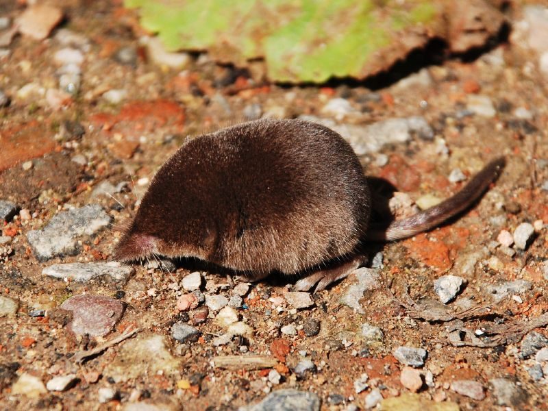 Sorex_minutus.jpg