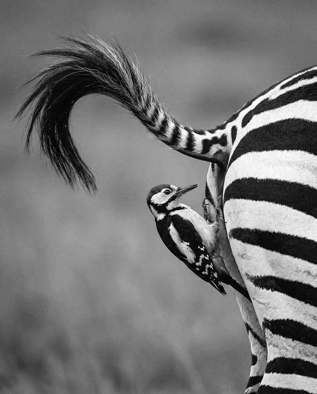 zebra.jpg