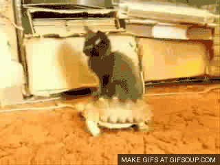 12.gif