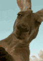 2ajde3a.gif