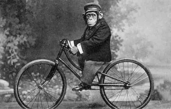 bikechimp1.jpg