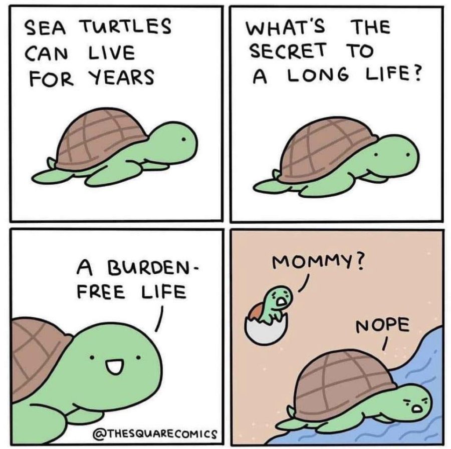 sea-turtles.jpg