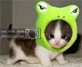 kittenfrog.jpg