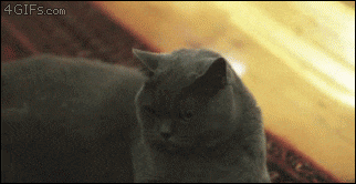 m0vNyH3.gif