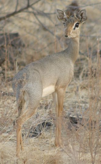 Dik-dik.jpg