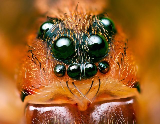 c66a8cd15cdf7085670bce28980fabcc--beautiful-eyes-spiders.jpg