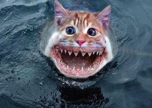 catfish.jpg