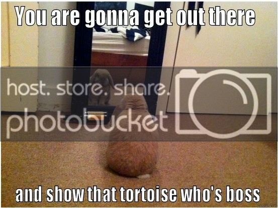 Show%20that%20tortoise_zpsn7lg9dms.jpg