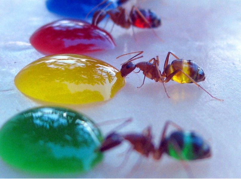 ants-3.jpg