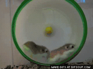 hamster.gif