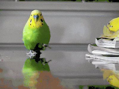 tumblr_moc6o2zb8M1qbyxr0o1_400.gif