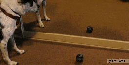 o1FHMUy.gif