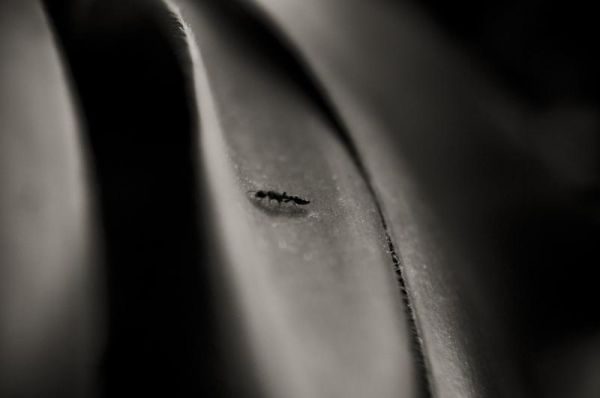 4571199757_c8a2982a54_o.jpg