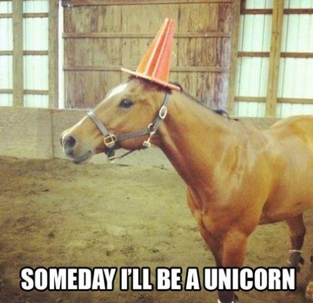 Funny-Horse-Memes-10.jpg