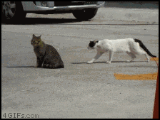GFaTC.gif