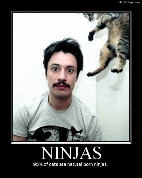 Ninjas471.jpg