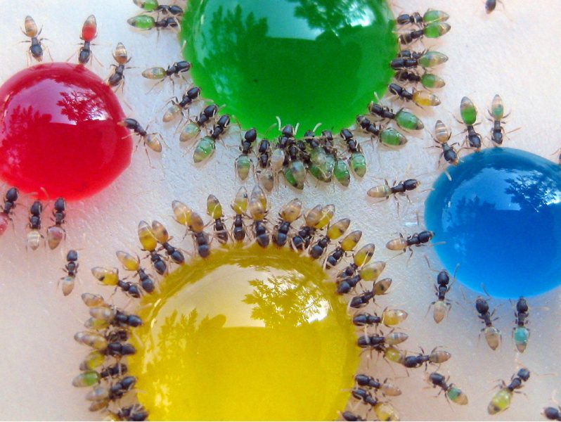 ants-2.jpg