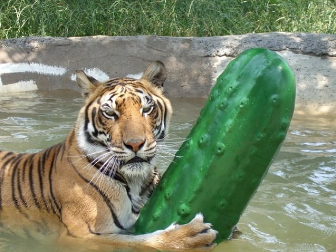 unexplainable-images-25.jpg