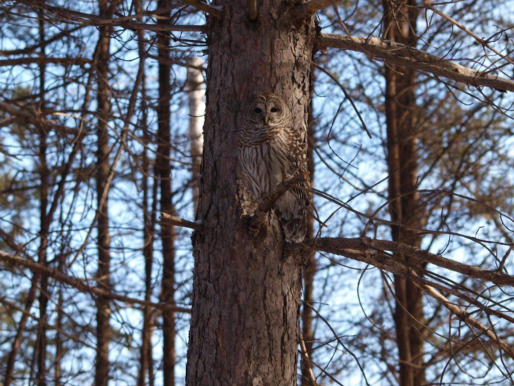 owl-camouflage-a-01.jpg