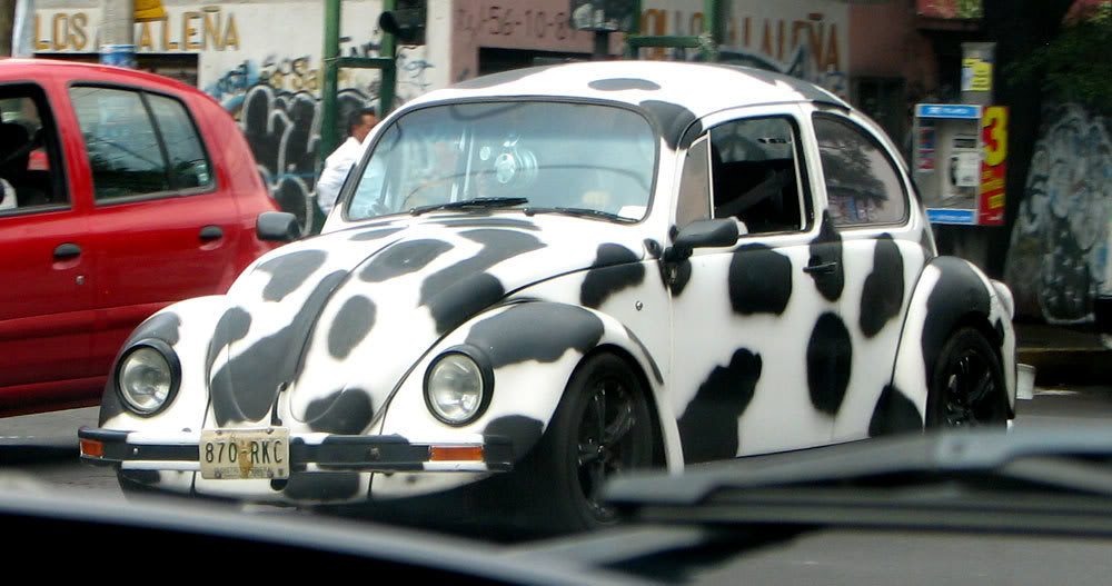 cow.jpg