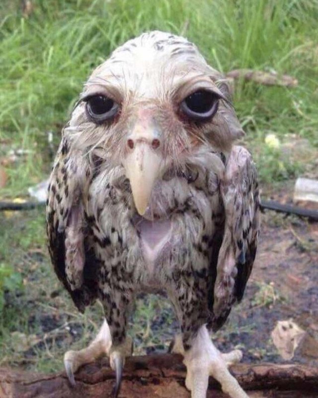 wet-owl.jpg