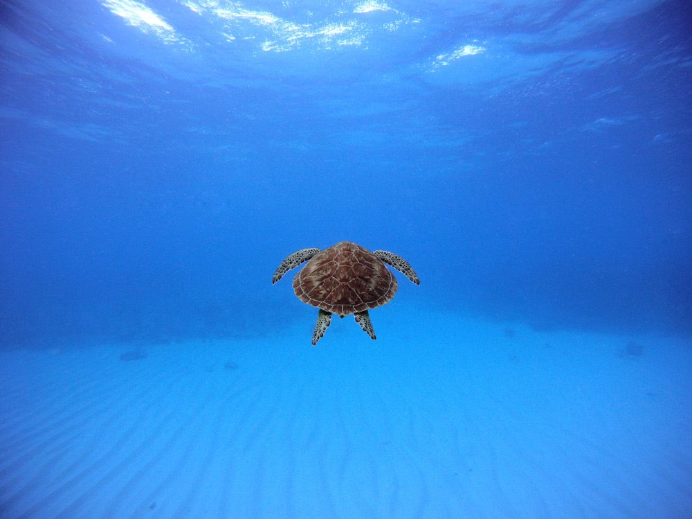 Swimming-with-a-turtle.jpg