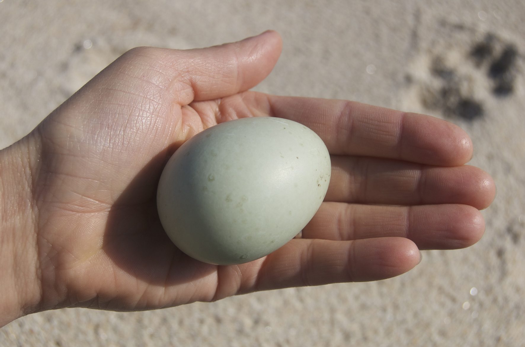 blue-egg-in-hand.jpg