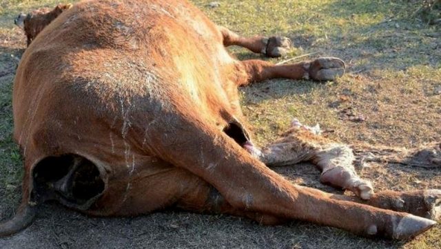 cattle-640x361.jpg