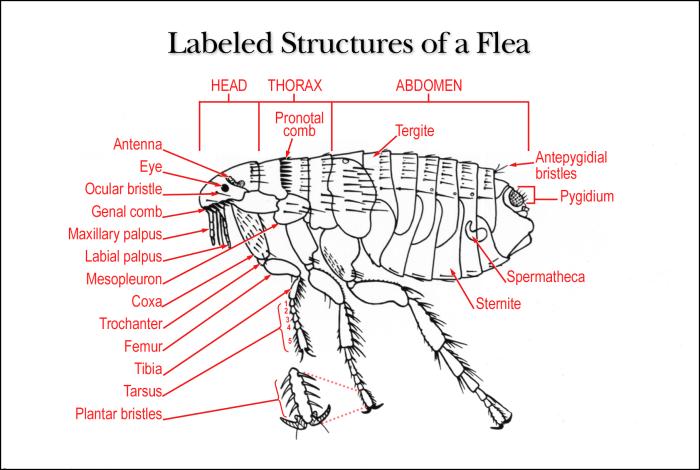 flea-diagram-5473.jpg