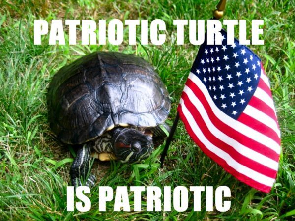 patriotic_turtle-600x450.jpg