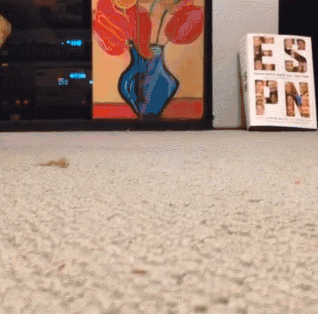 AaPRbhu.gif