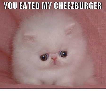 lolcatsdotcom84chfdl472juxavo_display.jpg