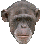 monkey28.gif