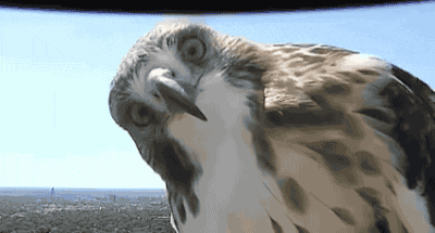 tumblr_oawo3v4OhT1s02vreo3_400.gif
