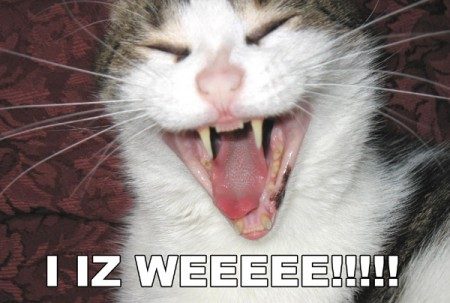 lolcatsdotcomnxdfjxq9xav4xize.jpg