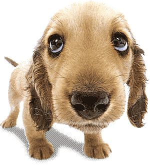 dog_smile.gif