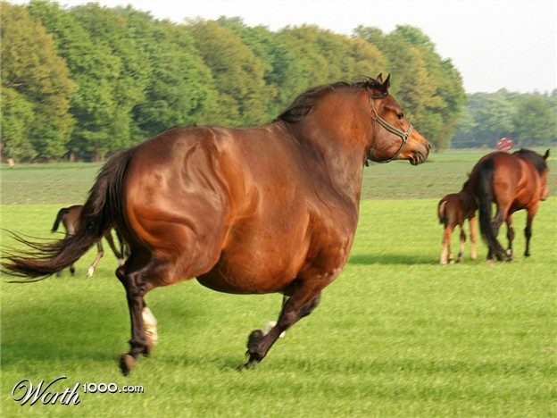 fat-horse.jpeg