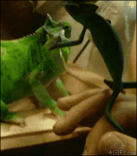 TjFCDQf.gif