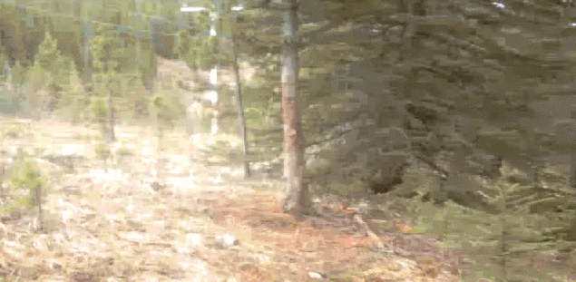 nNV5MAO.gif