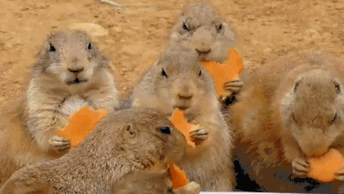 01-daily-gifdump-158.gif