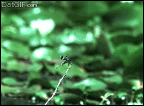 qDZ7KUd.gif