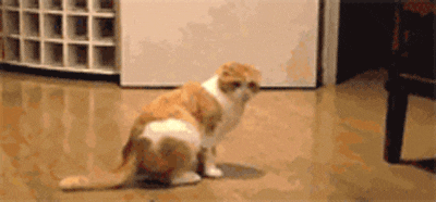 5haO6QZ.gif
