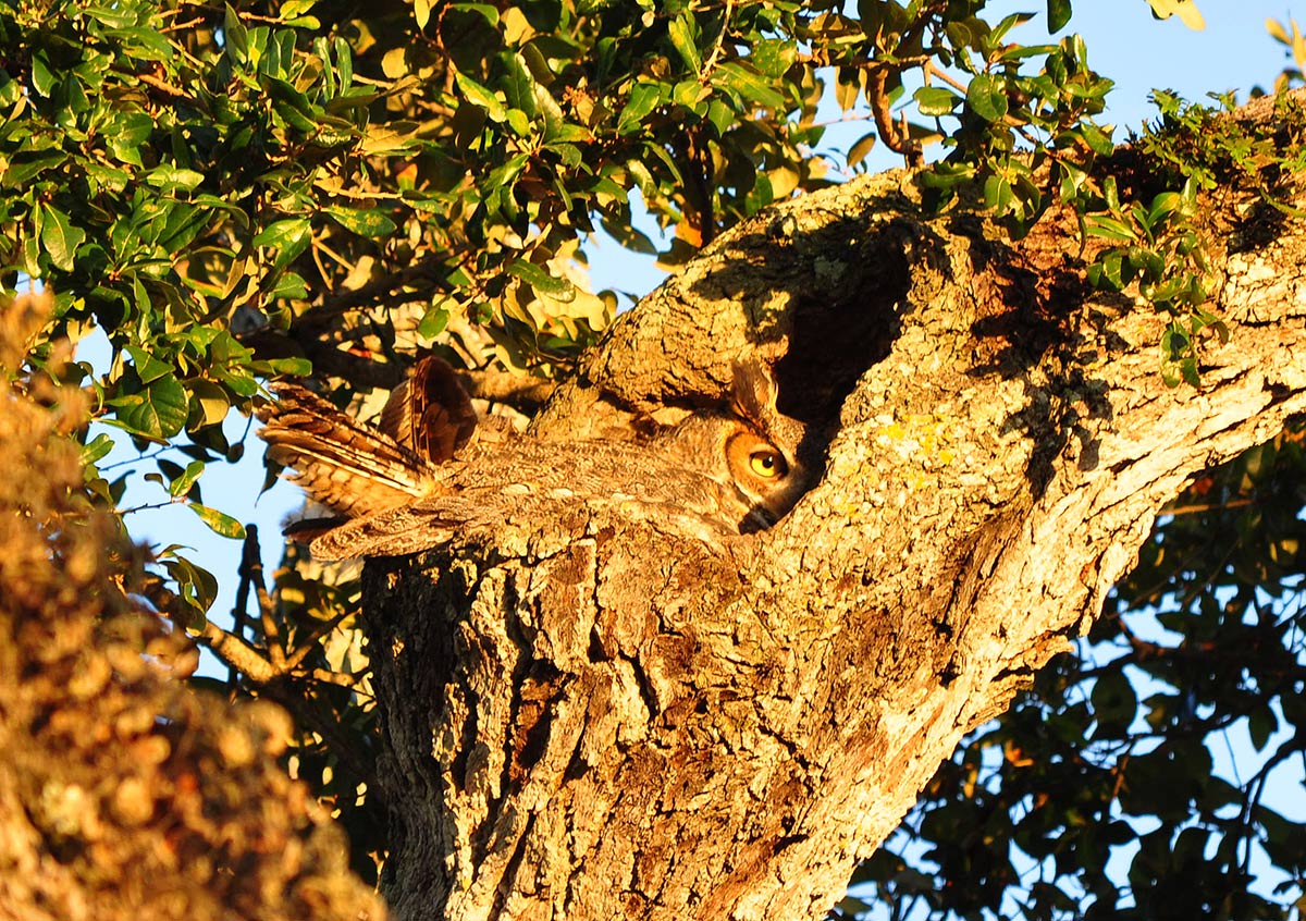 owl-camouflage-a-26.jpg