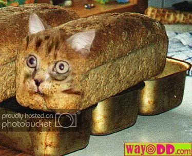 cat-bread.jpg