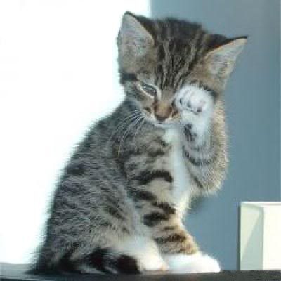 sad-cat1.jpg
