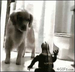 j0upUoQ.gif